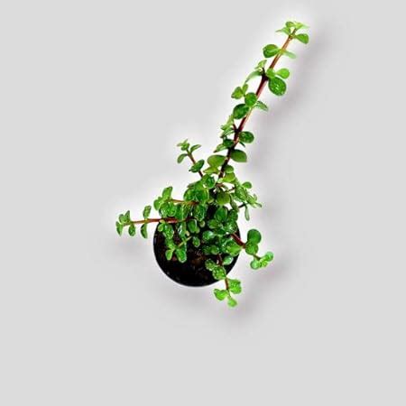 jade plant amazon|live jade tree amazon.